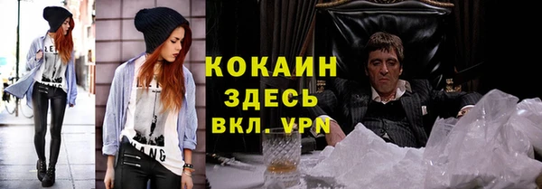 сатива Новозыбков