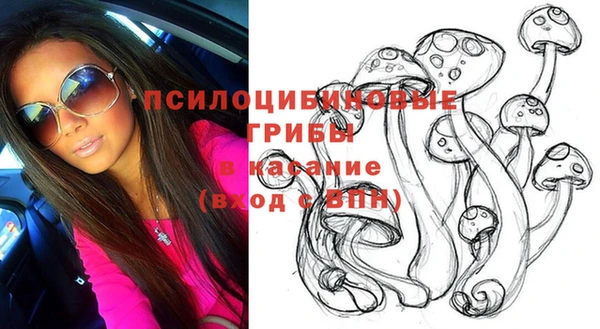 сатива Новозыбков